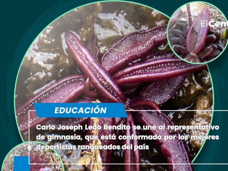 Investigadores de la BUAP descubren Pinguicula brendae, una nueva especie de planta carnívora