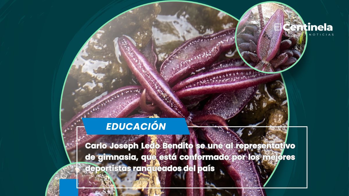 Investigadores de la BUAP descubren Pinguicula brendae, una nueva especie de planta carnívora