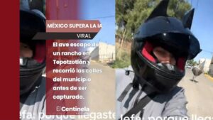 ¡Le ganó a la IA! Joven en motocicleta se graba siendo perseguido por avestruz en EdoMex