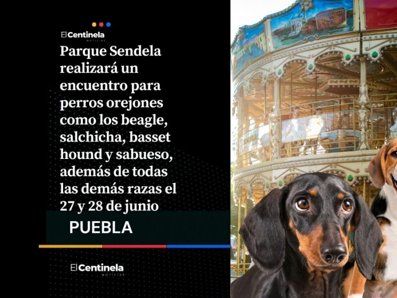 Bienvenidos: Parque Sendela busca reunir perros orejones, ¡podrán subir al Carrusel Veneciano!