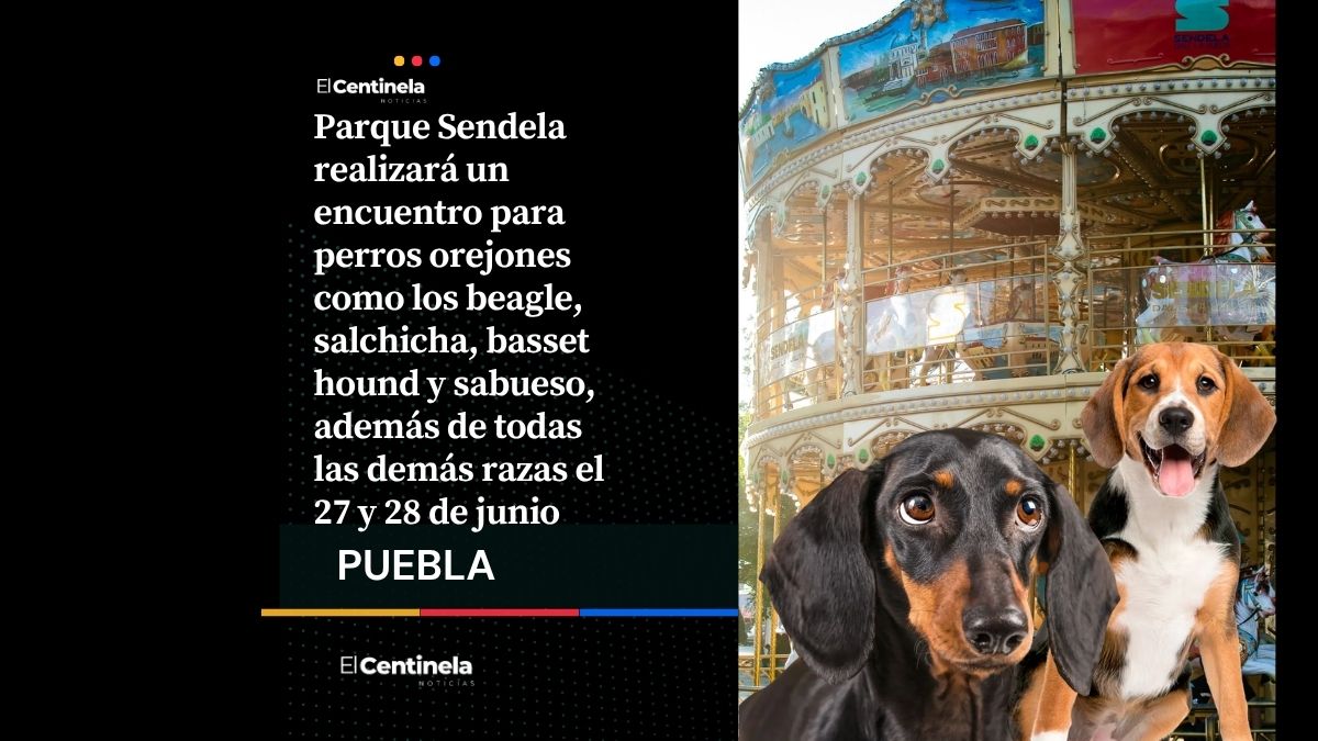 Bienvenidos: Parque Sendela busca reunir perros orejones, ¡podrán subir al Carrusel Veneciano!