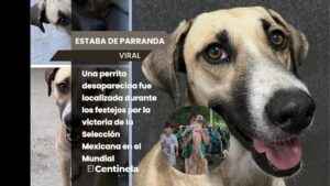 Perrita perdida aparece durante festejos del Mundial y regresa con su familia en Tamaulipas
