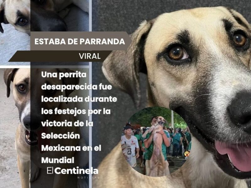 Perrita perdida aparece durante festejos del Mundial y regresa con su familia en Tamaulipas