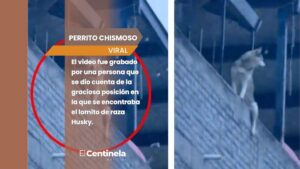 Perrito chismoso conquista las redes al desafiar las alturas y ponerse cómodo para espiar a los vecinos