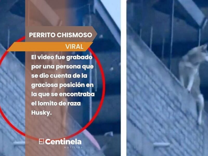Perrito chismoso conquista las redes al desafiar las alturas y ponerse cómodo para espiar a los vecinos