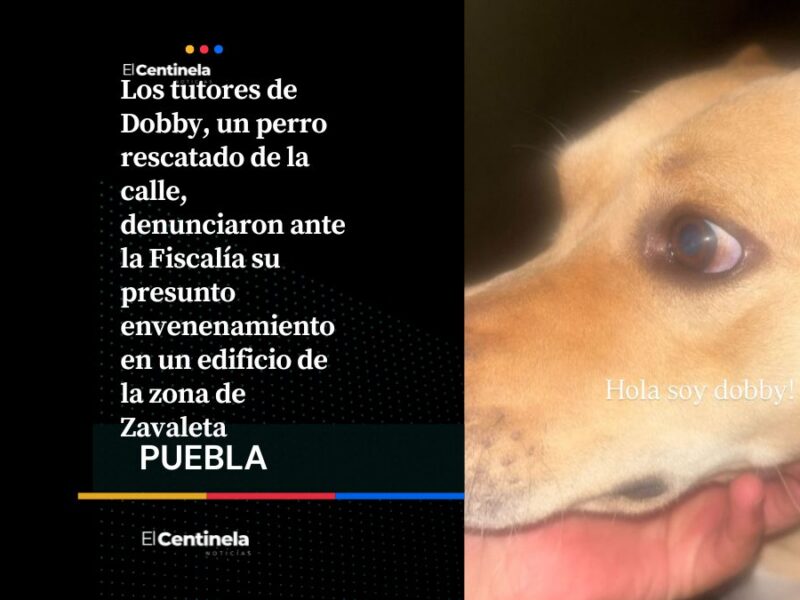 Denuncian envenenamiento de un perro en Zavaleta, presentan denuncia ante la Fiscalía