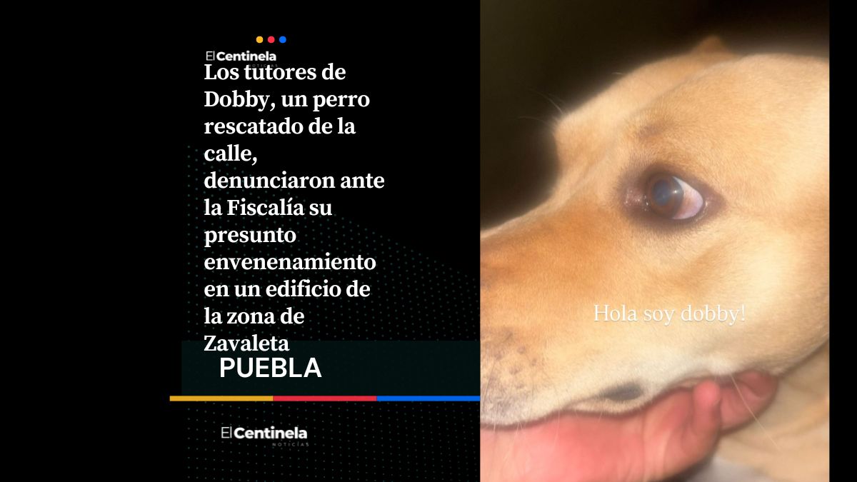 Denuncian envenenamiento de un perro en Zavaleta, presentan denuncia ante la Fiscalía