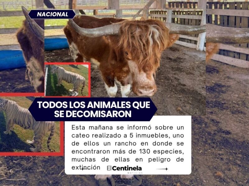De búfalos a bisontes y camellos: estos fueron TODOS los animales que se decomisaron en un rancho de Tamaulipas