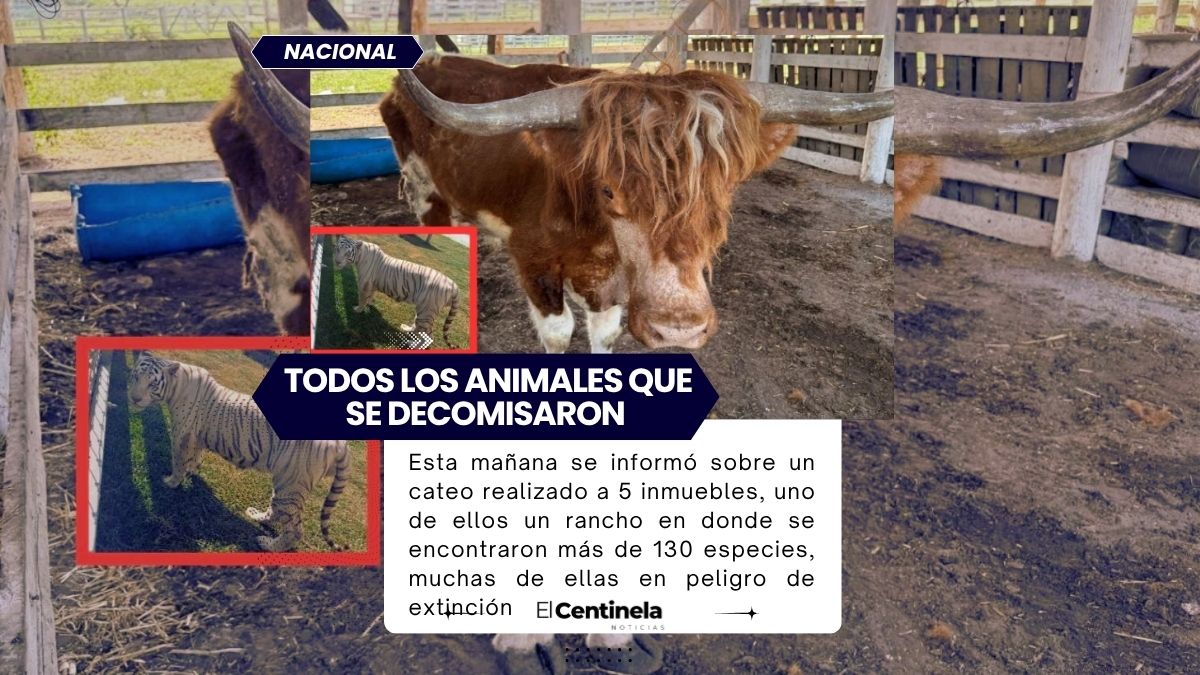 De búfalos a bisontes y camellos: estos fueron TODOS los animales que se decomisaron en un rancho de Tamaulipas