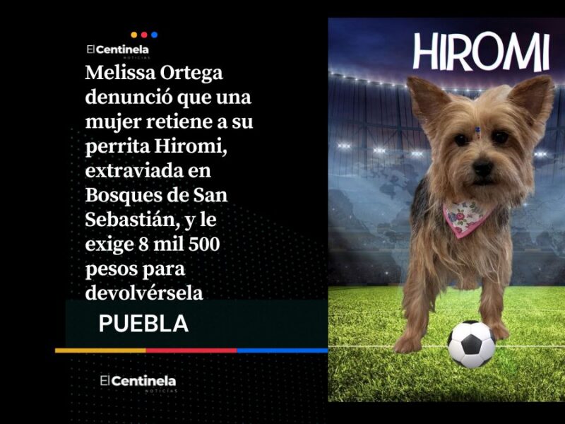 Piden 8 mil 500 pesos por devolver a Hiromi, una perrita extraviada en Bosques de San Sebastián