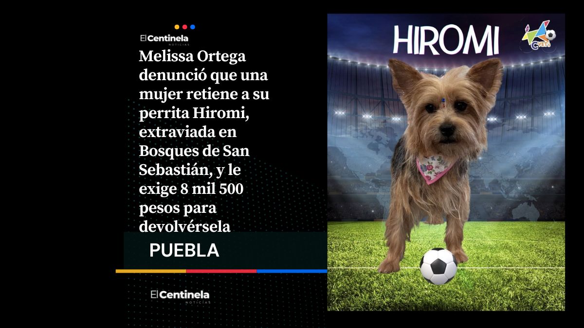 Piden 8 mil 500 pesos por devolver a Hiromi, una perrita extraviada en Bosques de San Sebastián