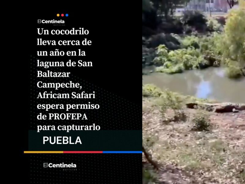 Cocodrilo lleva un año viviendo en la laguna de San Baltazar y ahora Africam Safari busca resguardarlo