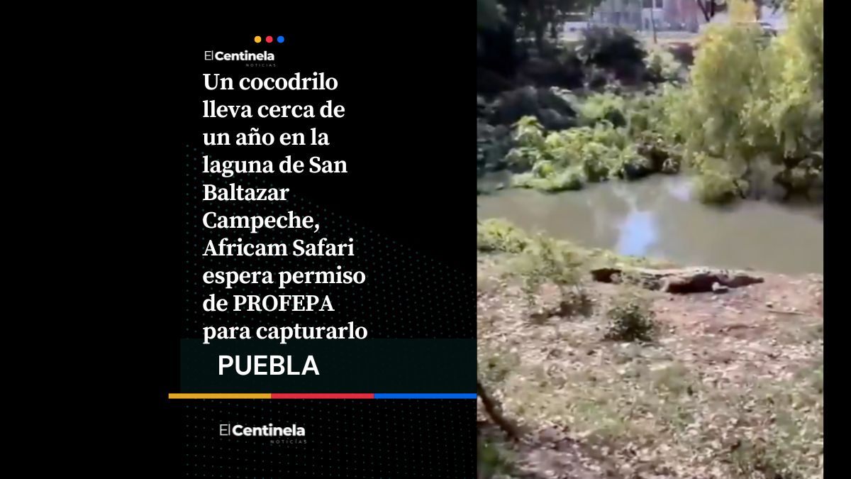 Cocodrilo lleva un año viviendo en la laguna de San Baltazar y ahora Africam Safari busca resguardarlo