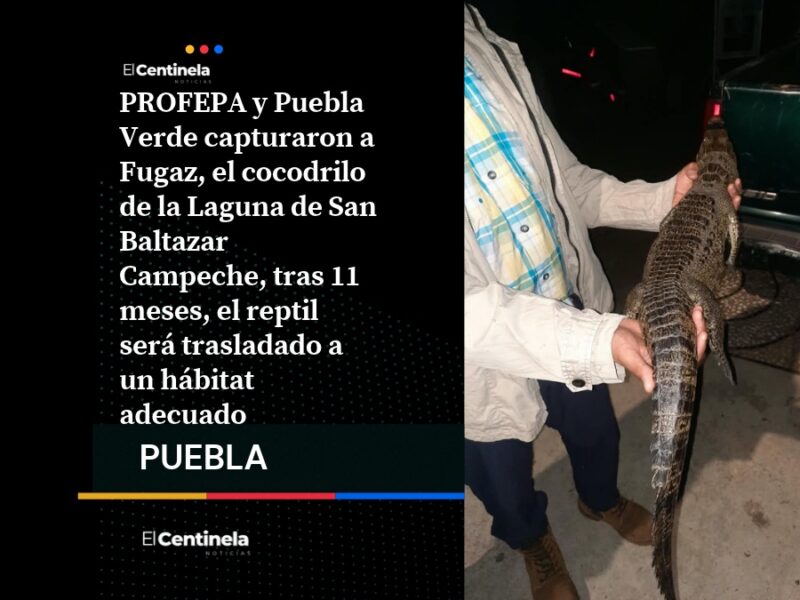 Fugaz ya está en resguardo: capturan al cocodrilo de la Laguna de San Baltazar luego de 11 meses de intentos