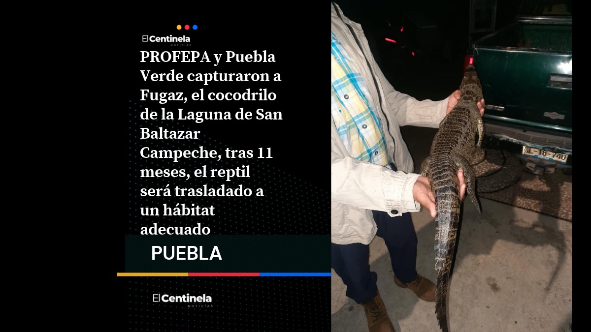 Fugaz ya está en resguardo: capturan al cocodrilo de la Laguna de San Baltazar luego de 11 meses de intentos