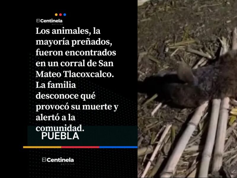 Nahual aterroriza a familia en Miahuatlán