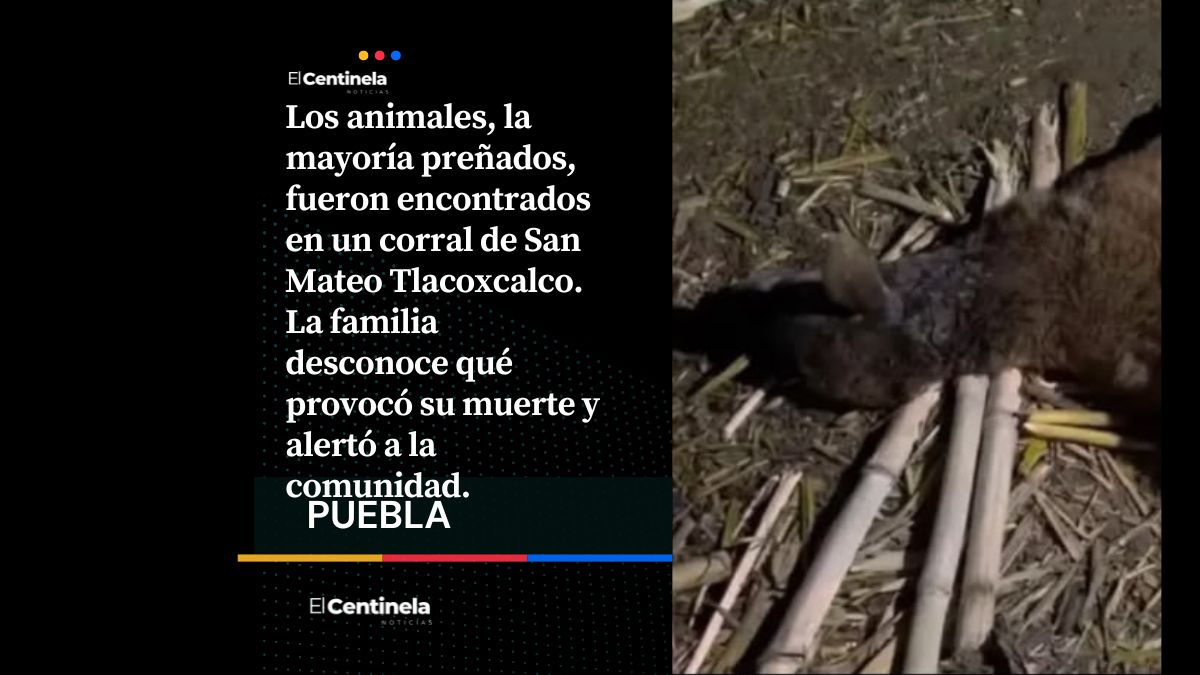 Nahual aterroriza a familia en Miahuatlán