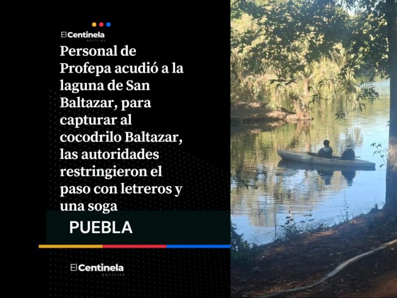 Profepa busca capturar a Baltazar, el cocodrilo de la laguna de San Baltazar y restringieron el paso para la misión
