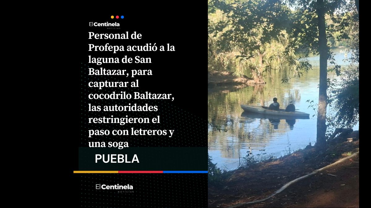 Profepa busca capturar a Baltazar, el cocodrilo de la laguna de San Baltazar y restringieron el paso para la misión